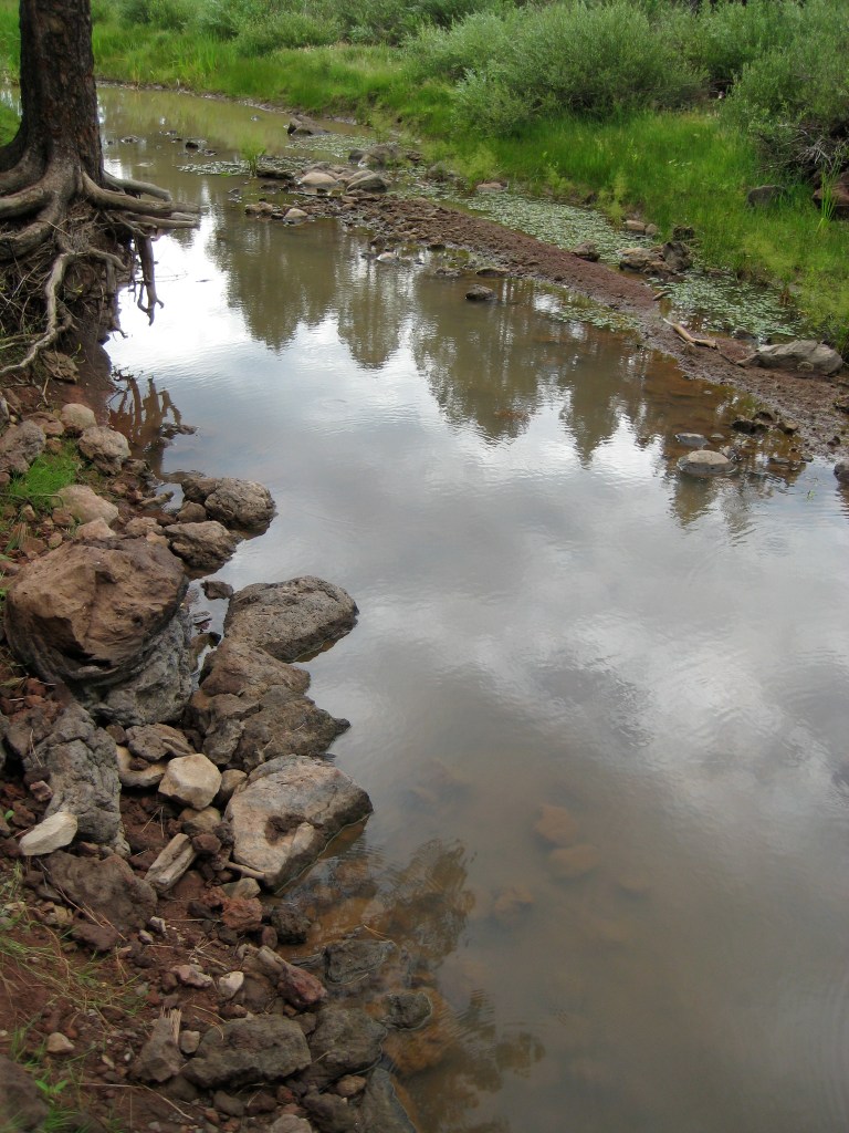 Tree tops and clouds reflected in still water