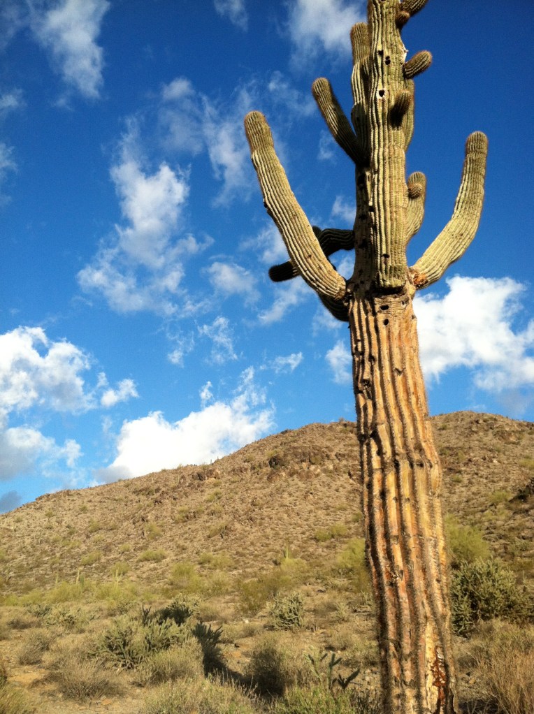 Lumpy and hole-riddled saguaro cactus on South Mountain, Phoenix, Arizona