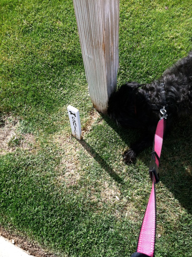 Small black dog smelling a mailbox post marked by a sign reading Sniff.
