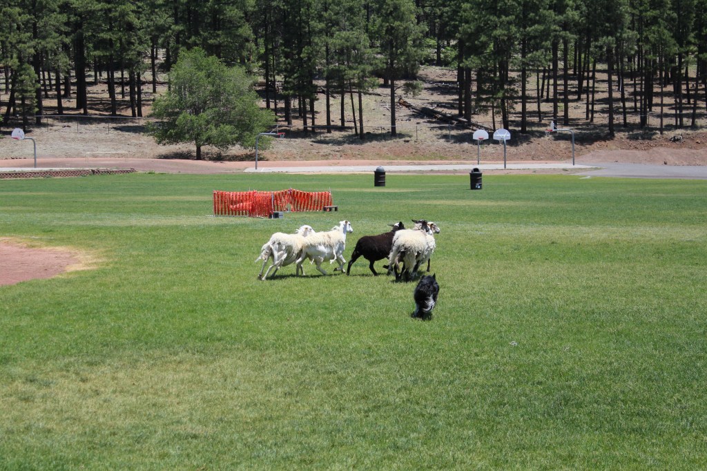Sheepdog demonstration at the Flagstaff Fiber Festival