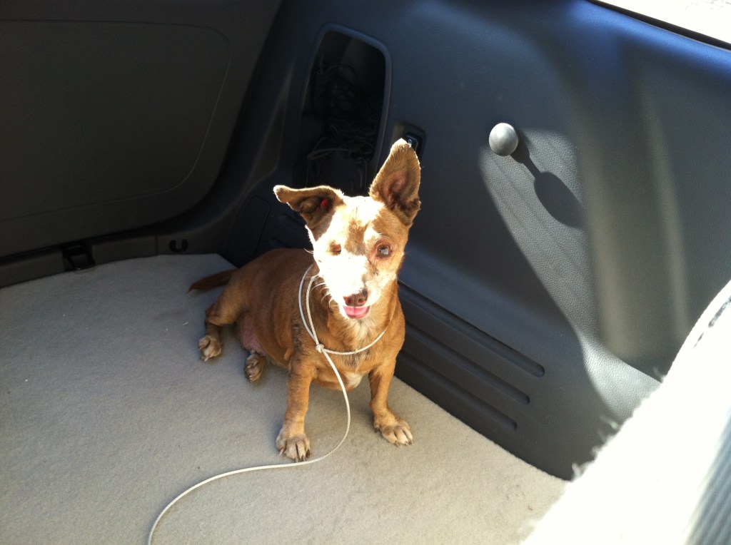 Chihuahua mutt with one eye in the back of a car.