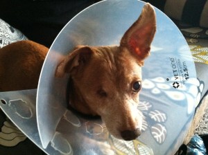 Small brown dog wearing a clear plastic cone.