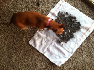Ginger dog smelling gray cat hair drying on towels.