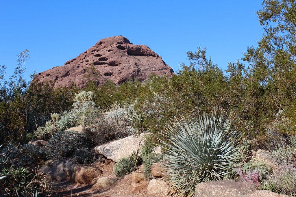 Papago Peaks seen from the Desert Botanical Gardens in Phoenix, Arizona