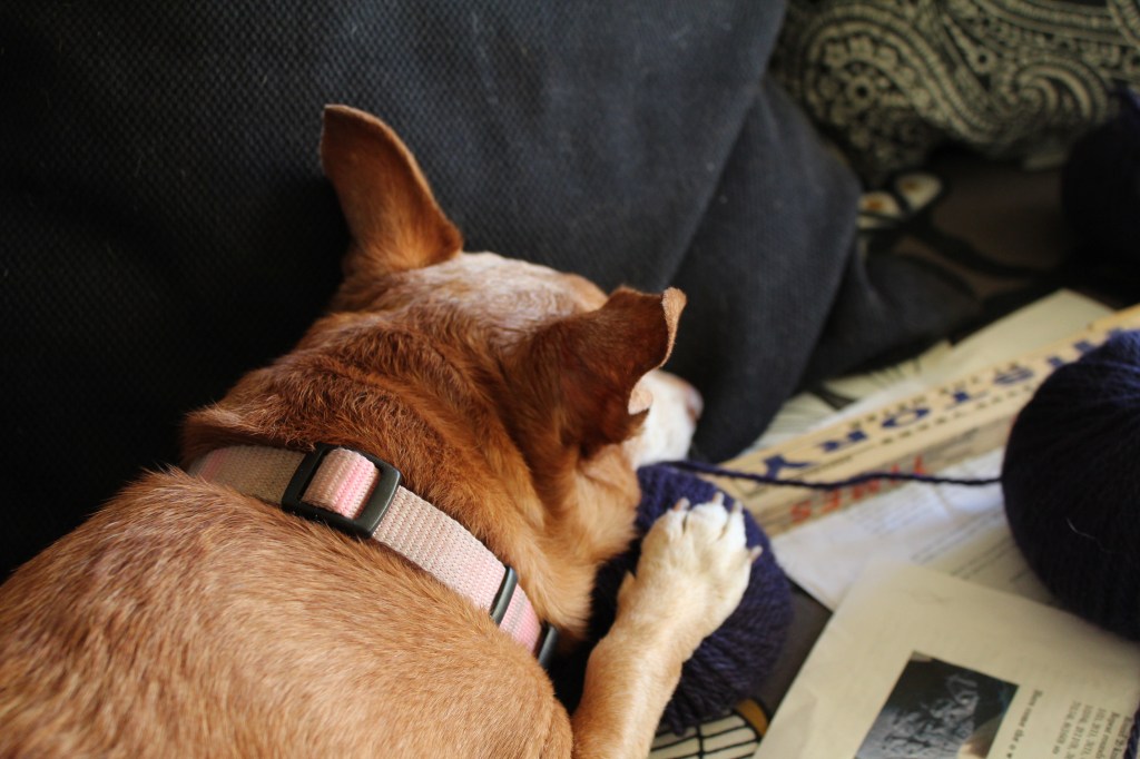 Copper-colored dog asleep on purple yarn