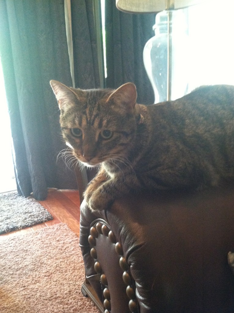 Kitten with a reproachful face