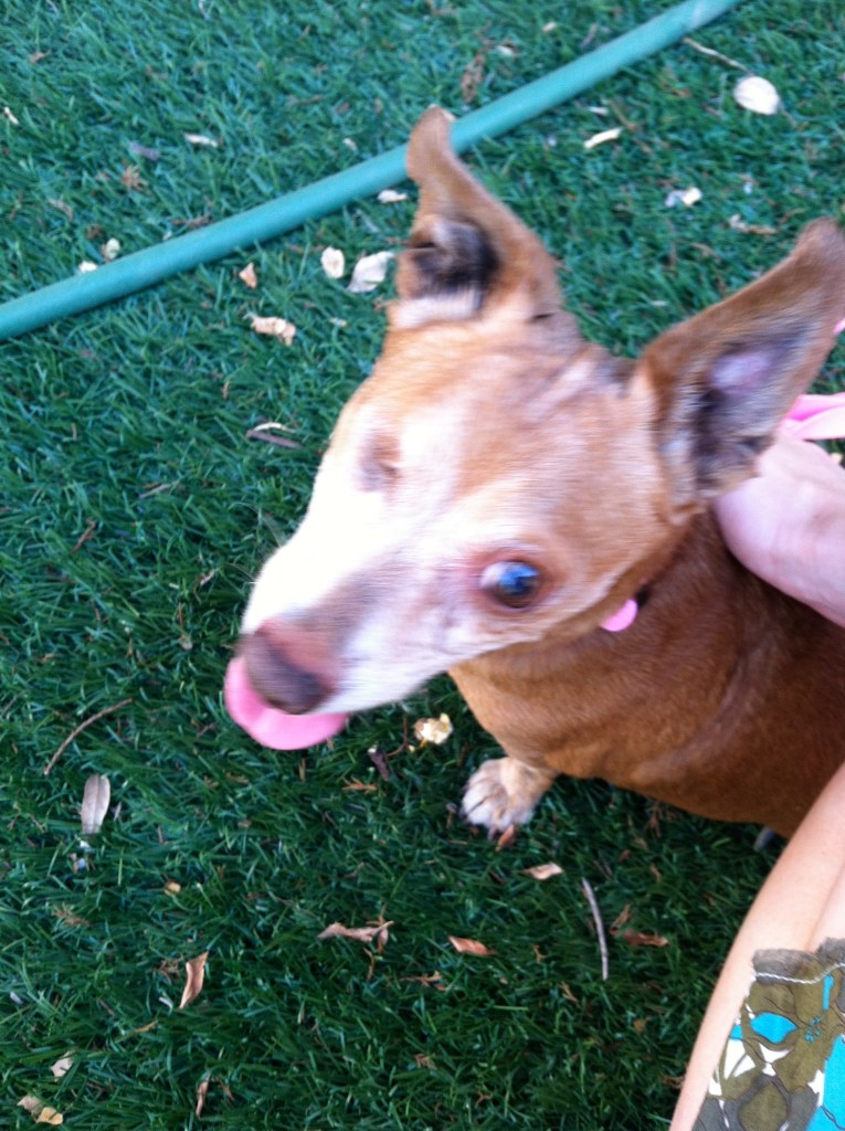 Brown and white dog on grass with tongue hanging out