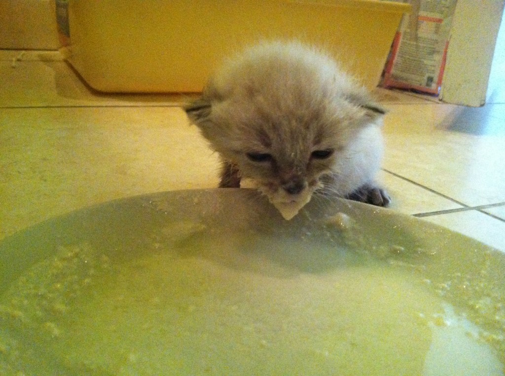 Small white kitten with formula on her face
