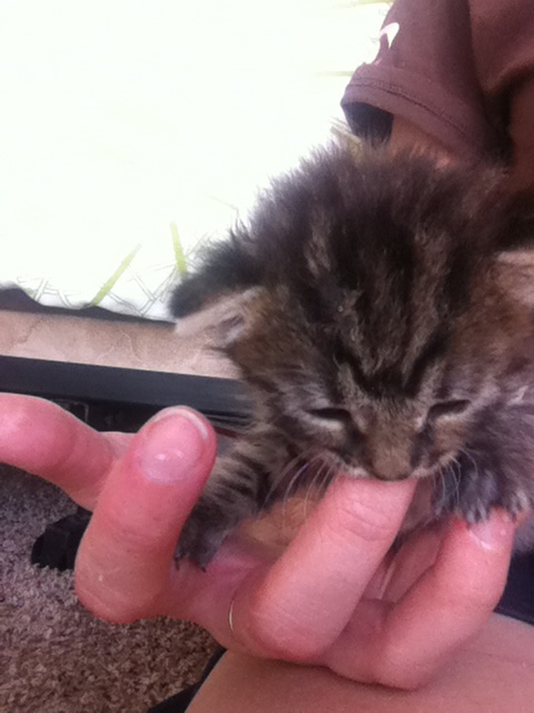 Small tabby kitten chewing on a woman's finger