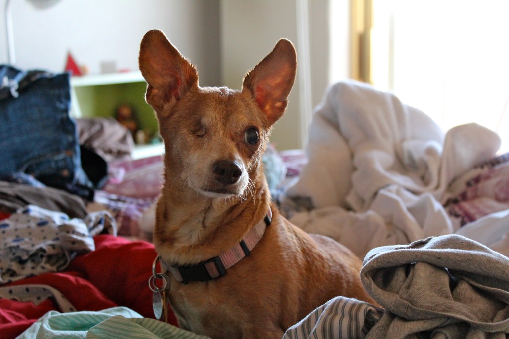 Brown and white dog sitting on a bed