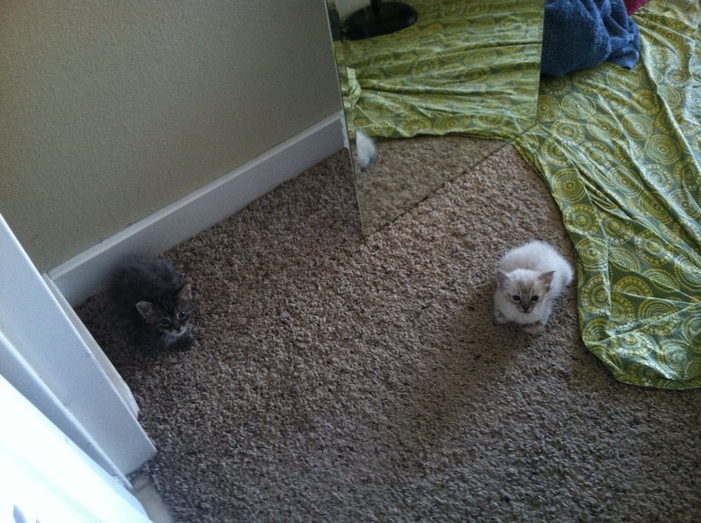 Two kittens sitting on the carpet
