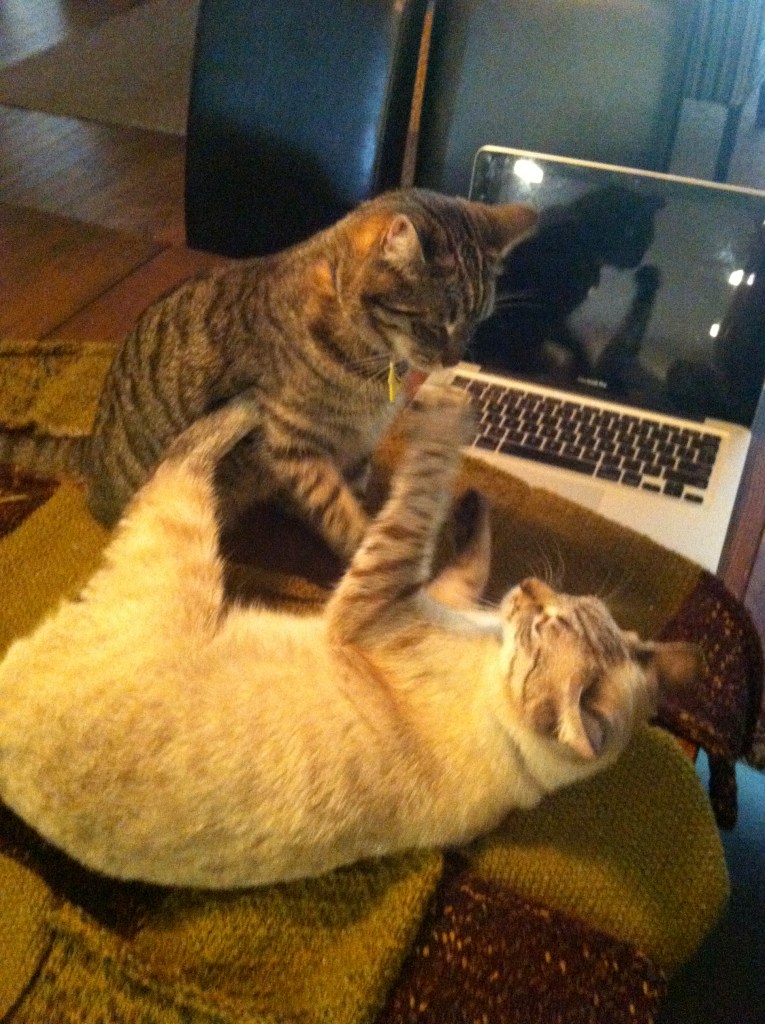 Two young cats playing