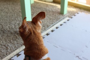 Small copper colored dog sitting on blocking mats