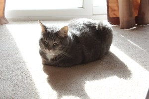 Gray cat sitting happily in the sun