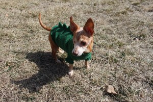 Melba in her Dogzilla sweater
