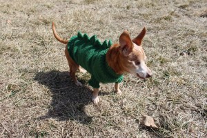 Melba in her Dogzilla sweater