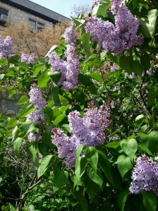Lilac bush in bloom
