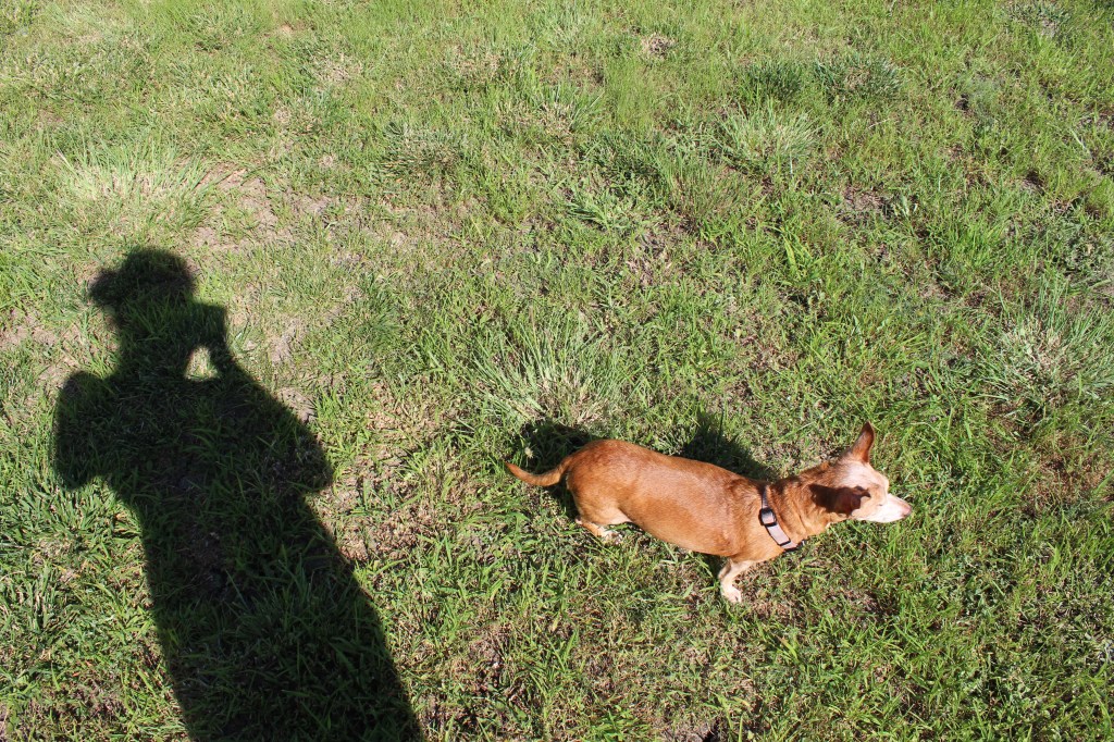 Shadow of a woman taking a photo of a small chiweenie