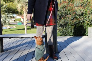 Chiweenie in a coat begging to be picked up