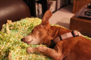 Chiweenie asleep on a lime green blanket