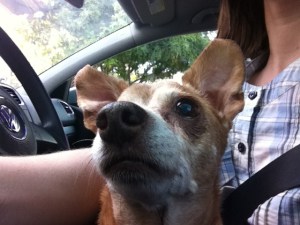 Melba the chiweenie in the driver's seat