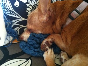 Melba the chiweenie asleep on a knitted shawl
