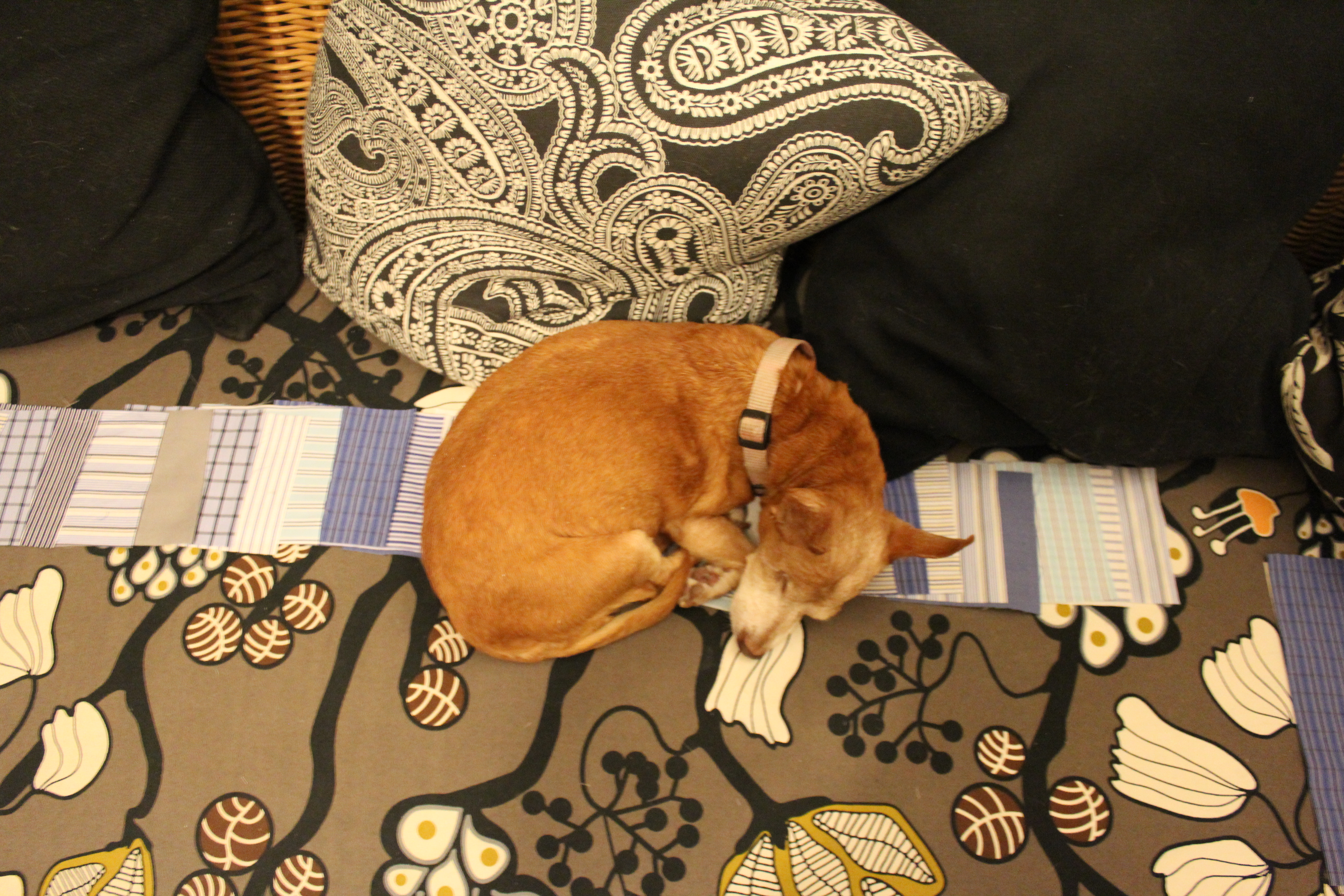 Melba the chiweenie asleep on squares of fabric