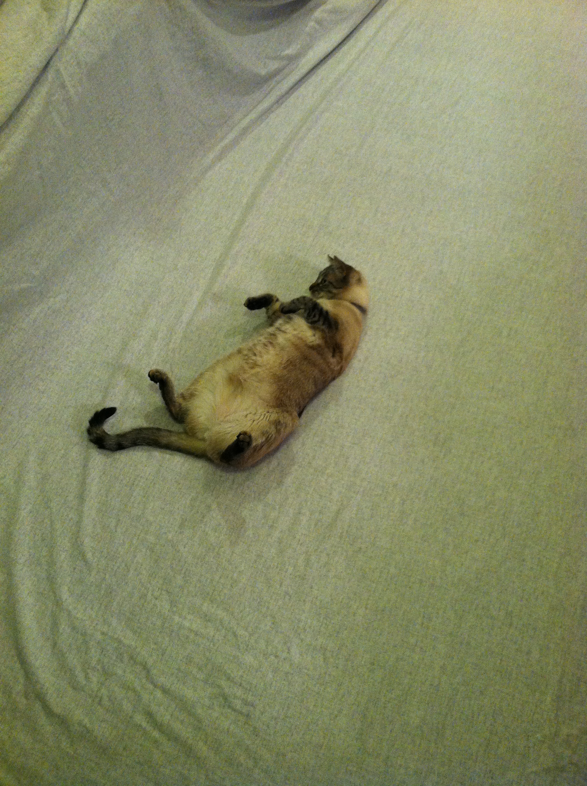 Cream colored cat rolling on a quilt backing