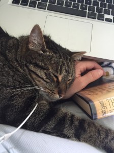 Tabby cat asleep on a woman's arm