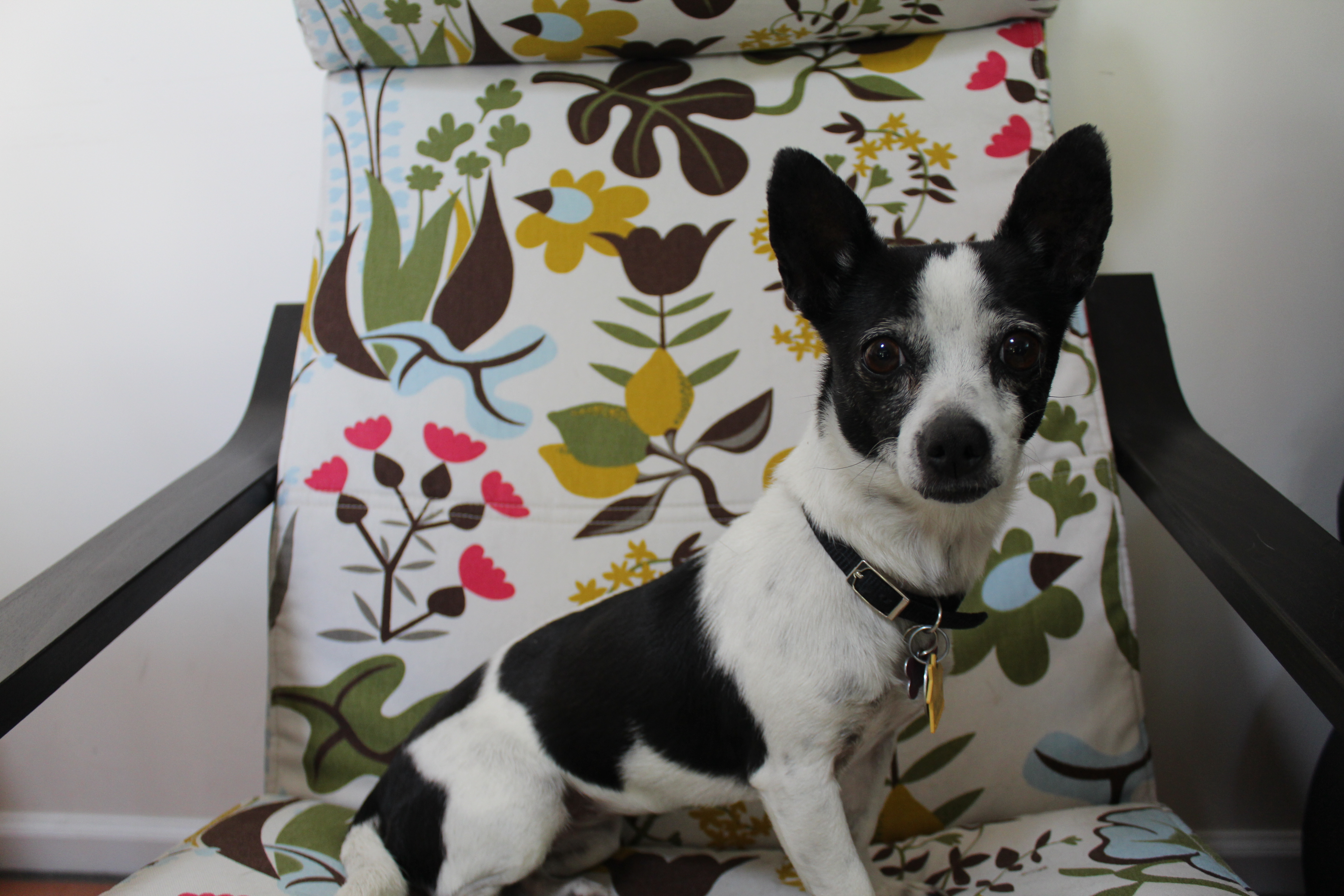Black and white Chihuahua mix on a brightly printed Ikea chair