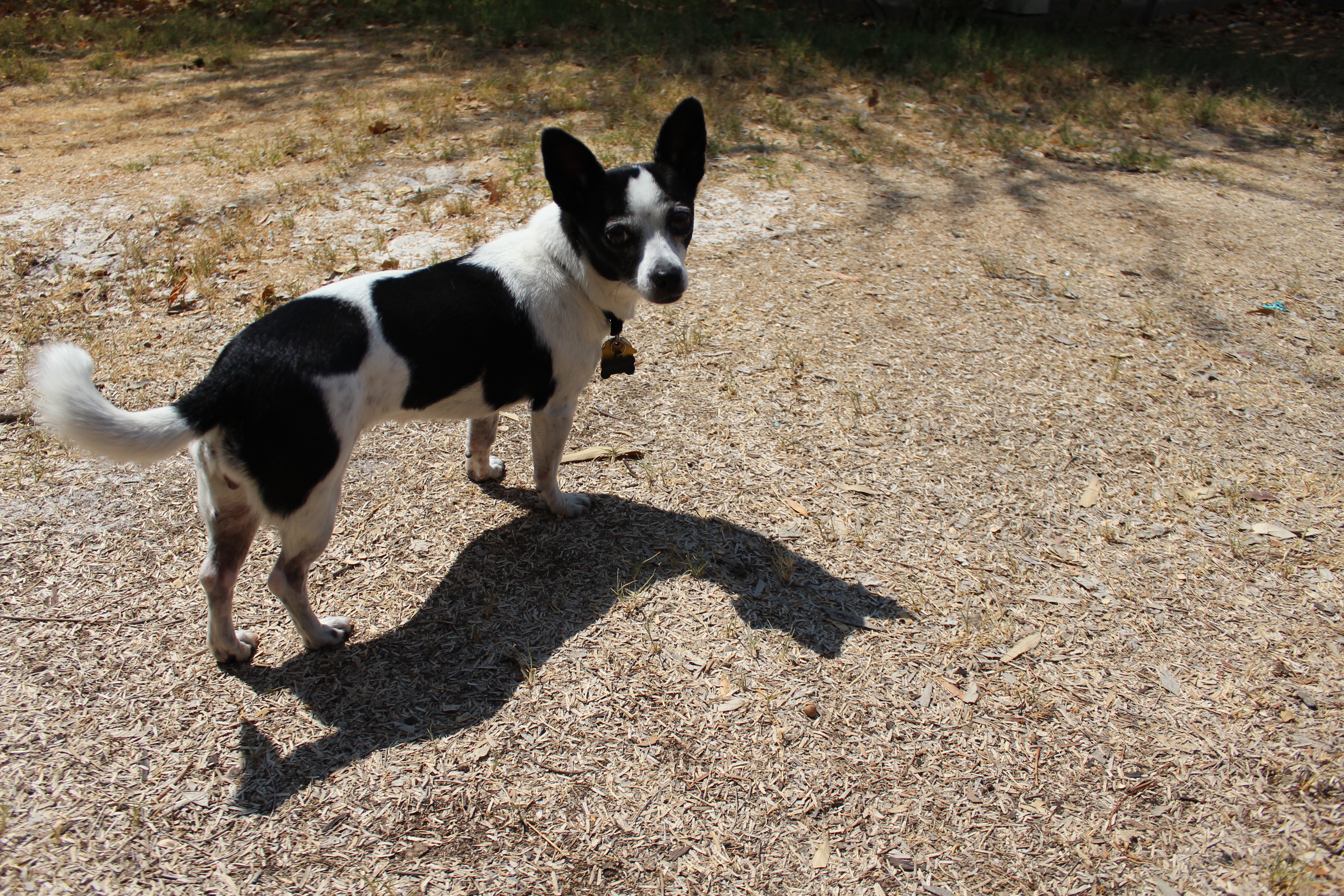 Small black and white spotted Chihuahua mix dog and her shadow