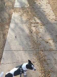 Litter from desert plants pushed onto the sidewalk by storm water