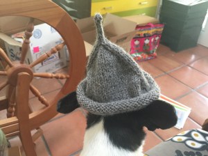 Black and white Chihuahua wearing a gray alpaca Little Sprout Baby Hat