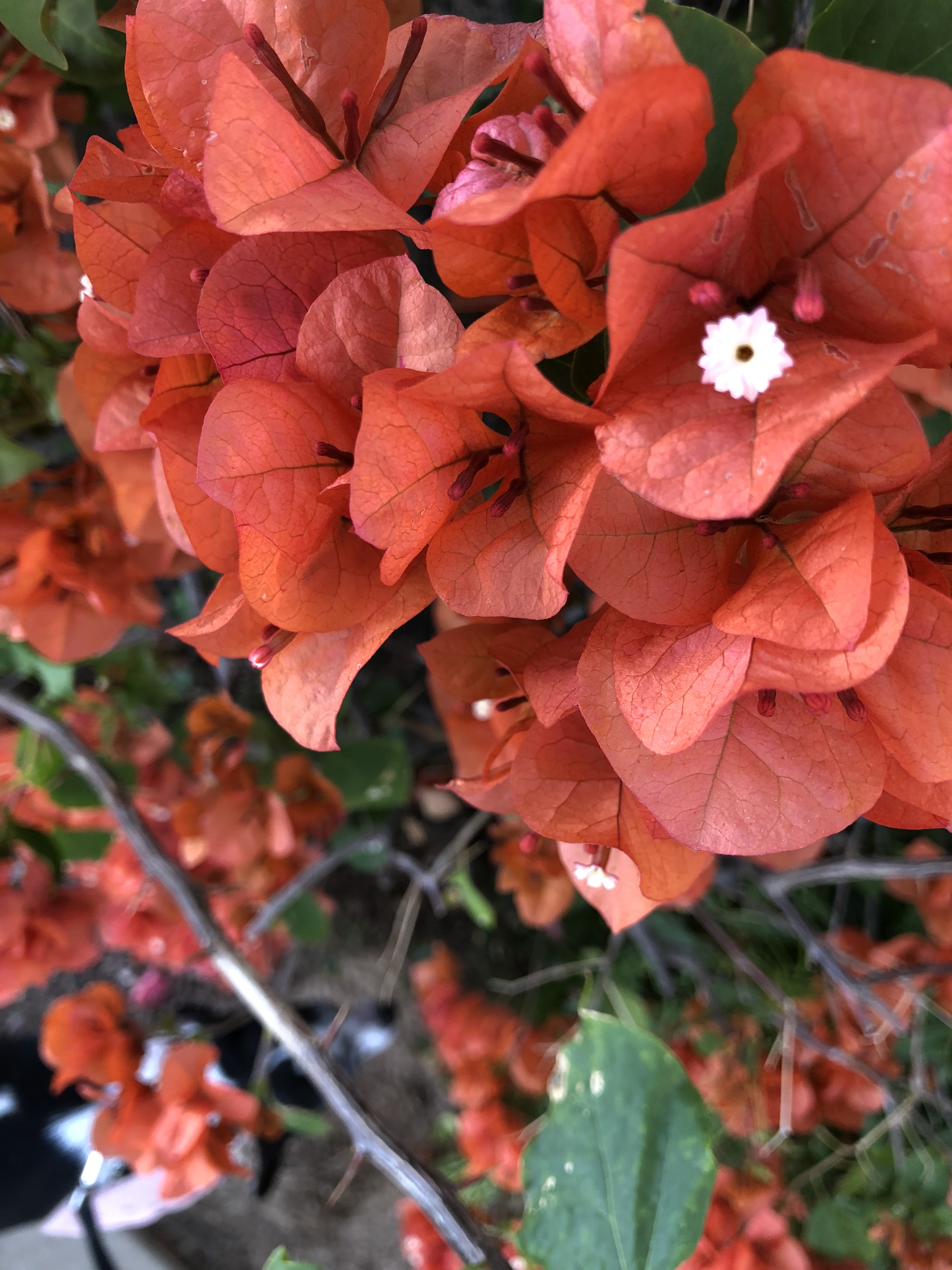Closeup of peach bougainvillea