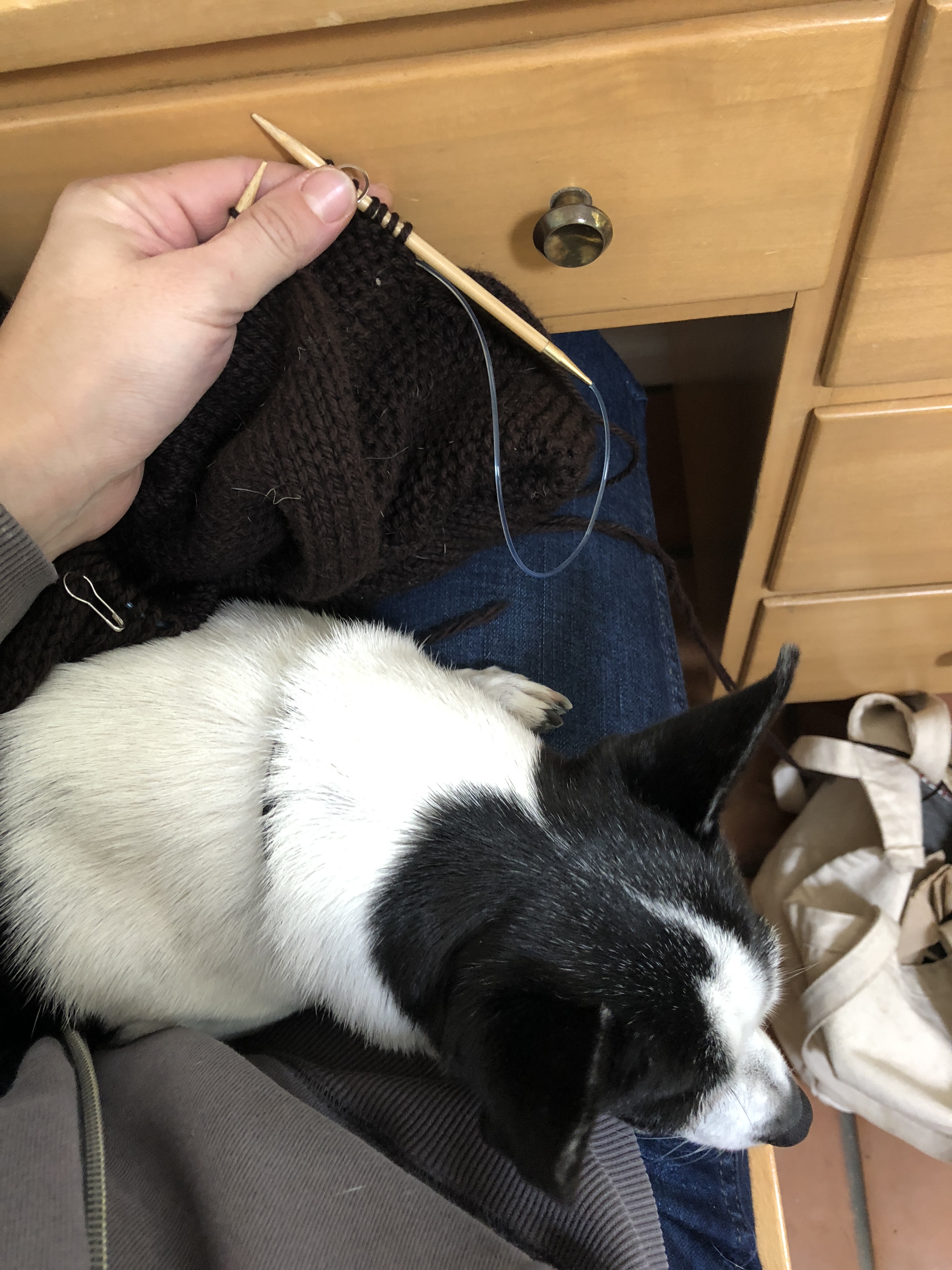 Black and white chihuahua sitting on a lap with a brown sweater sleeve in progress