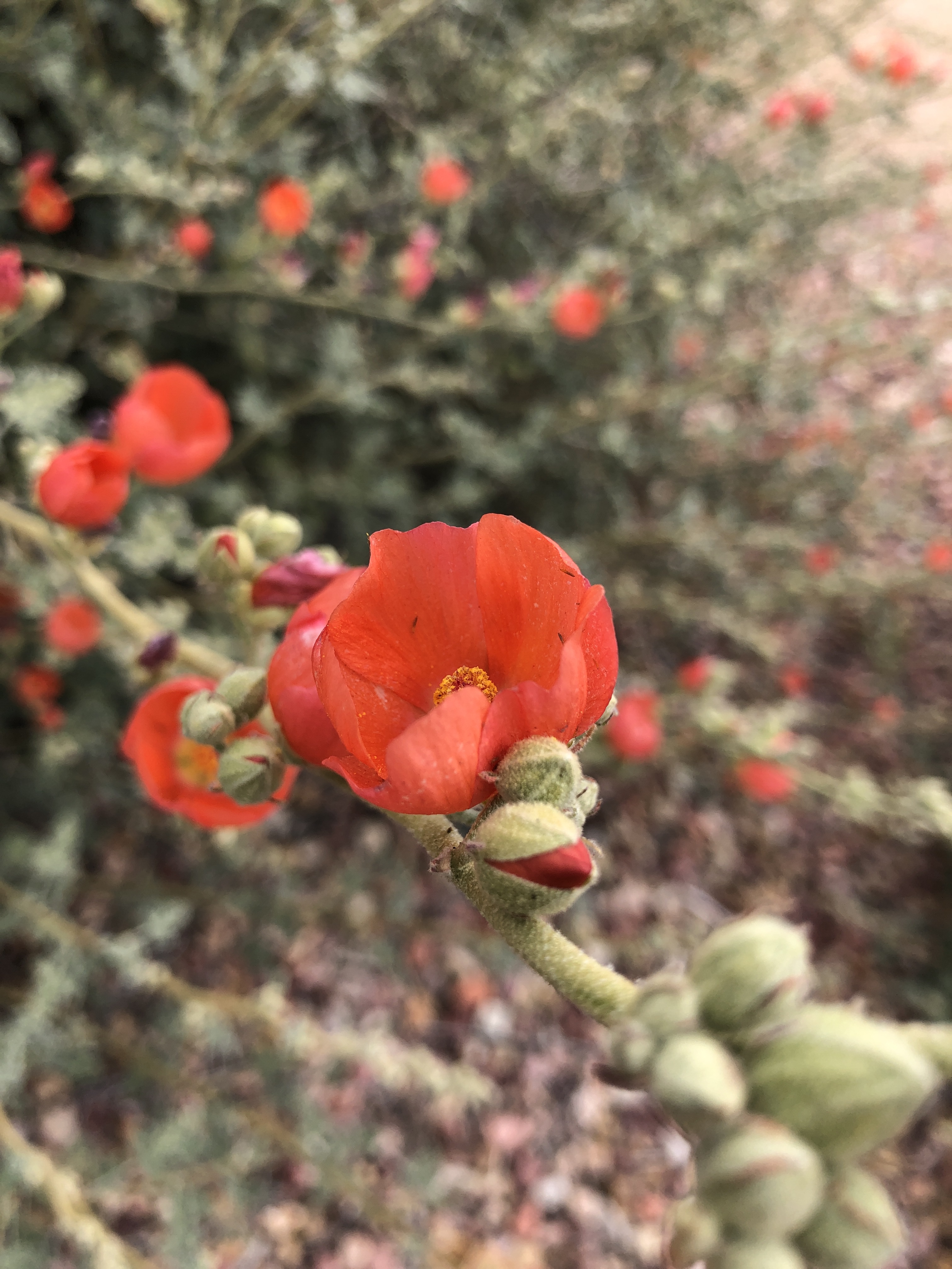 Scarlet globe mallow flower with some small insects inside