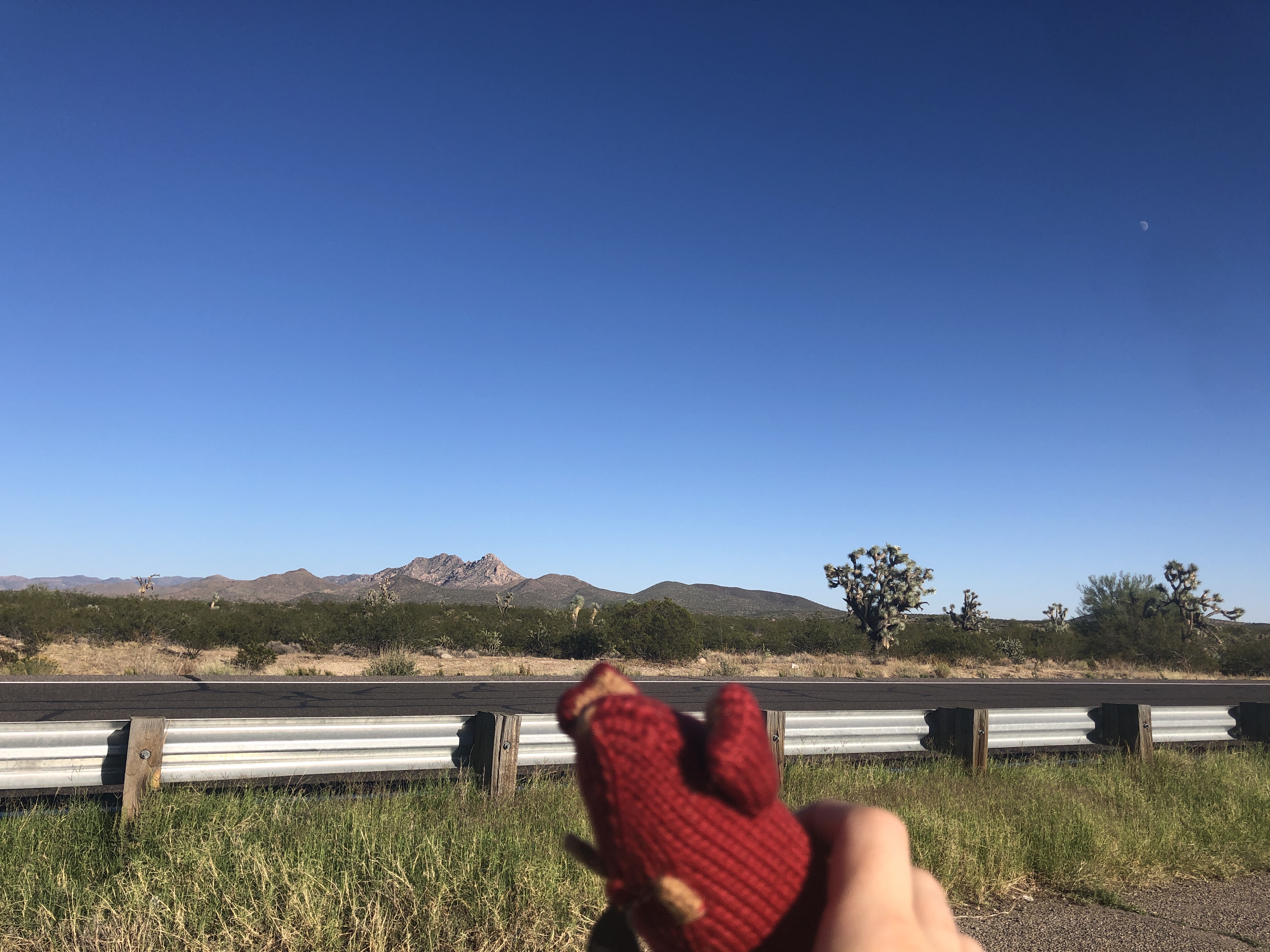 Mousie in front of Joshua trees and a distant mountain