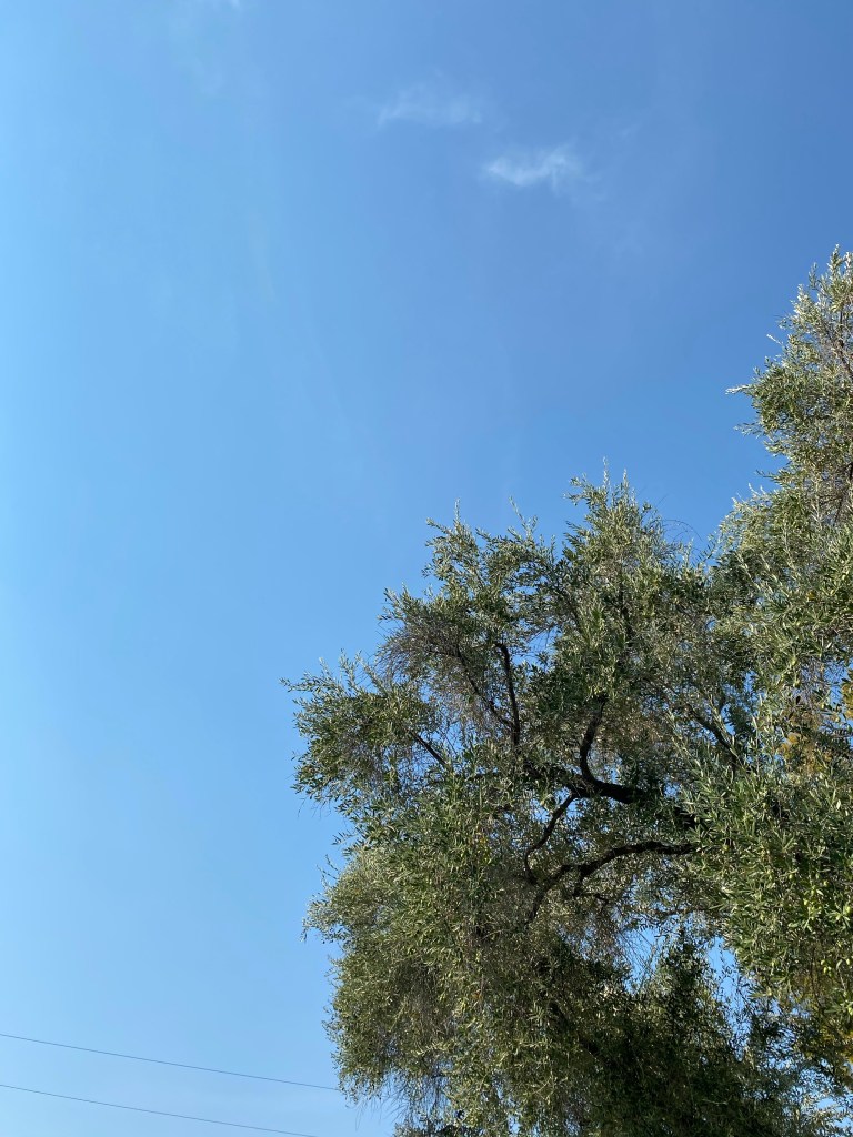 Serene olive tree against a bright sky