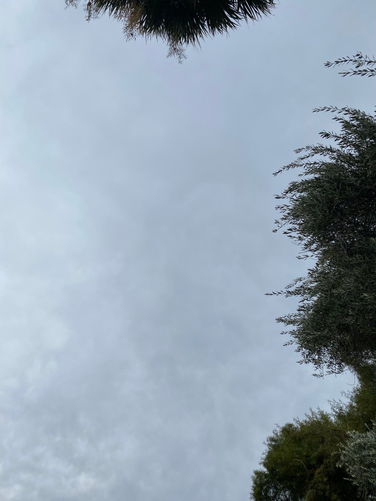 Gray sky bordered by a palm and olive tree