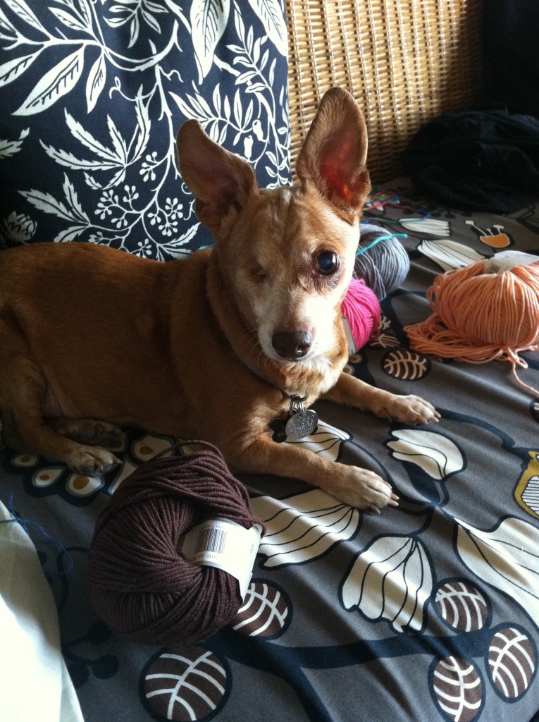 One eyed chiweenie looking alert among skeins of yarn on a wicker couch