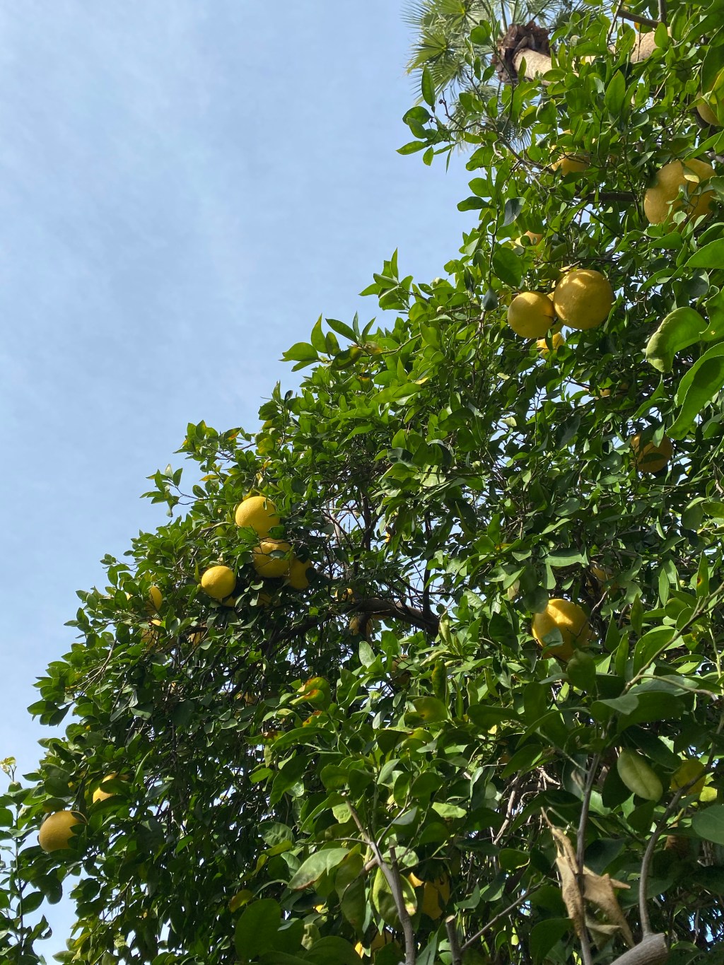 Citrus Season