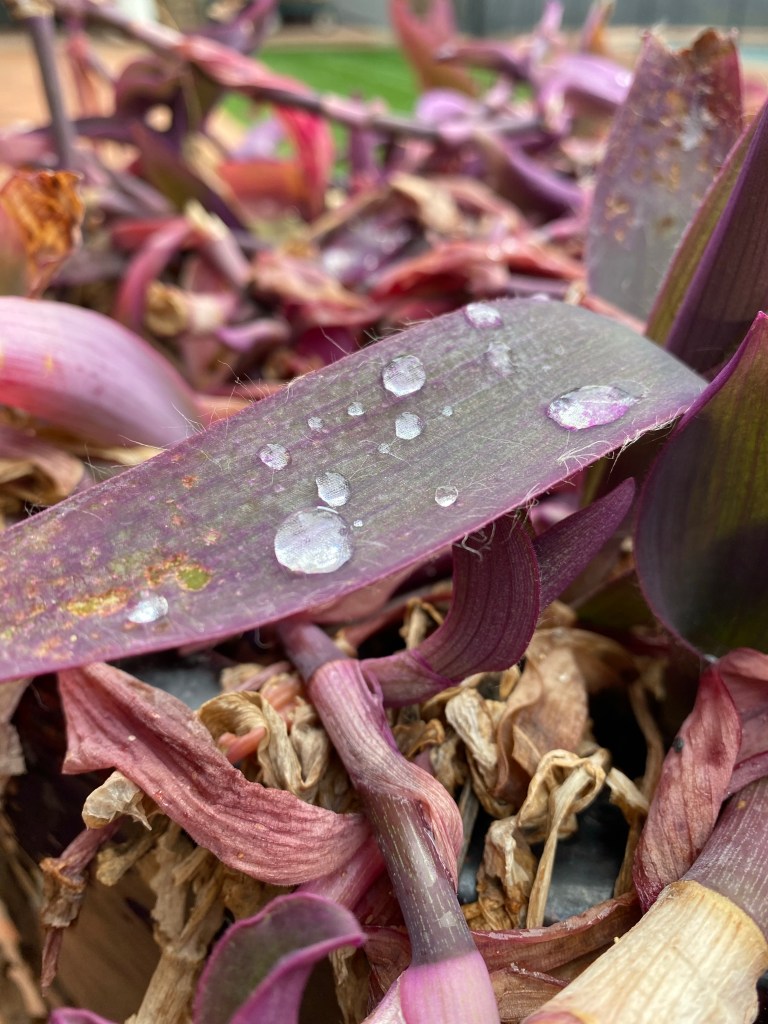 Tradescantia with raindrops
